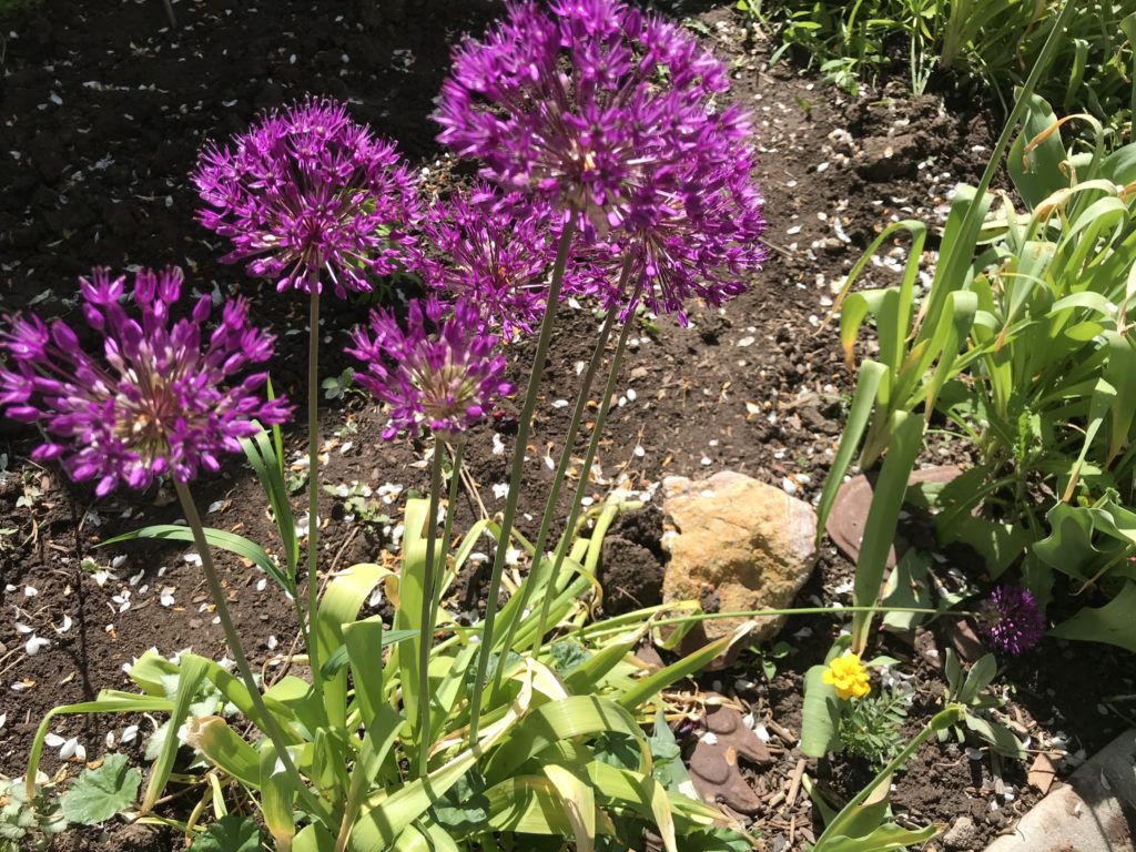 small bunch of purple flowers in bloom in garden with stones and soil