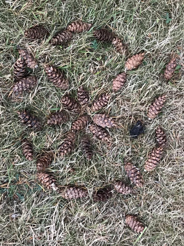 pinecones arranged in a flat wheel  symbol on the grass