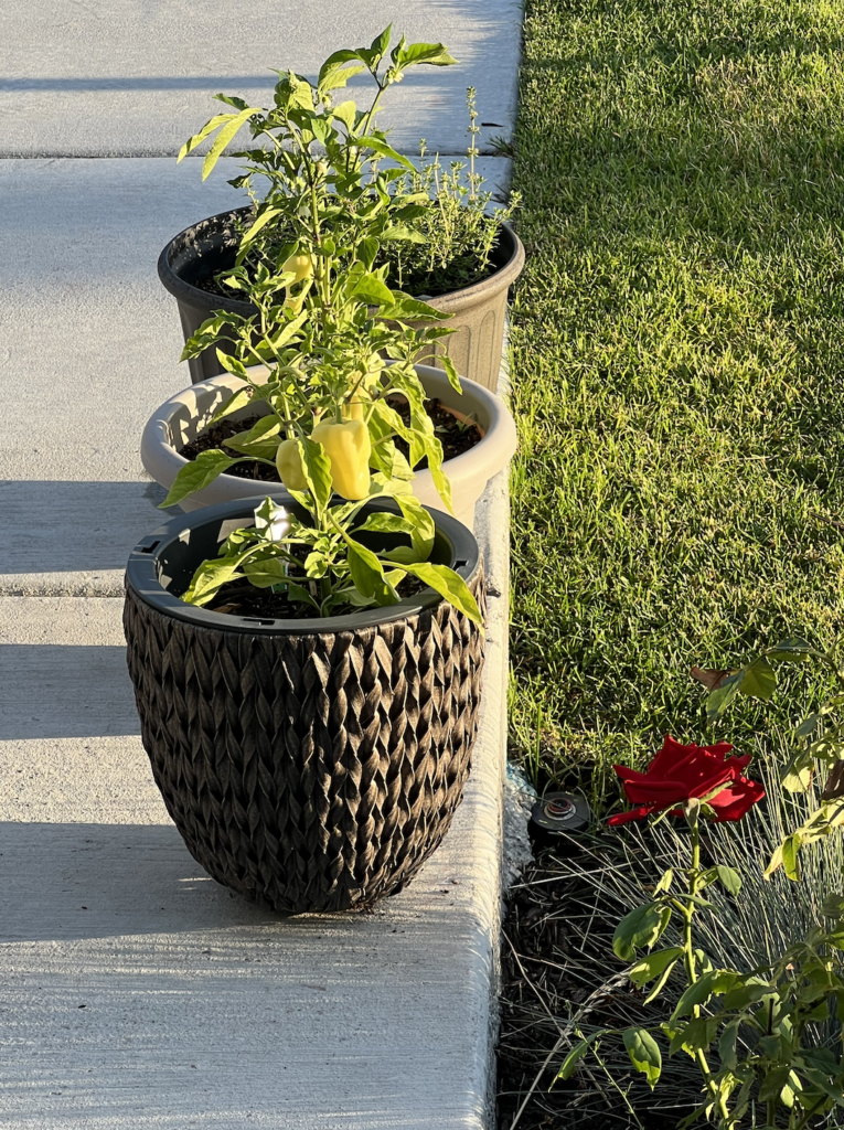 Peppers. Garden pots. Simple mornings.