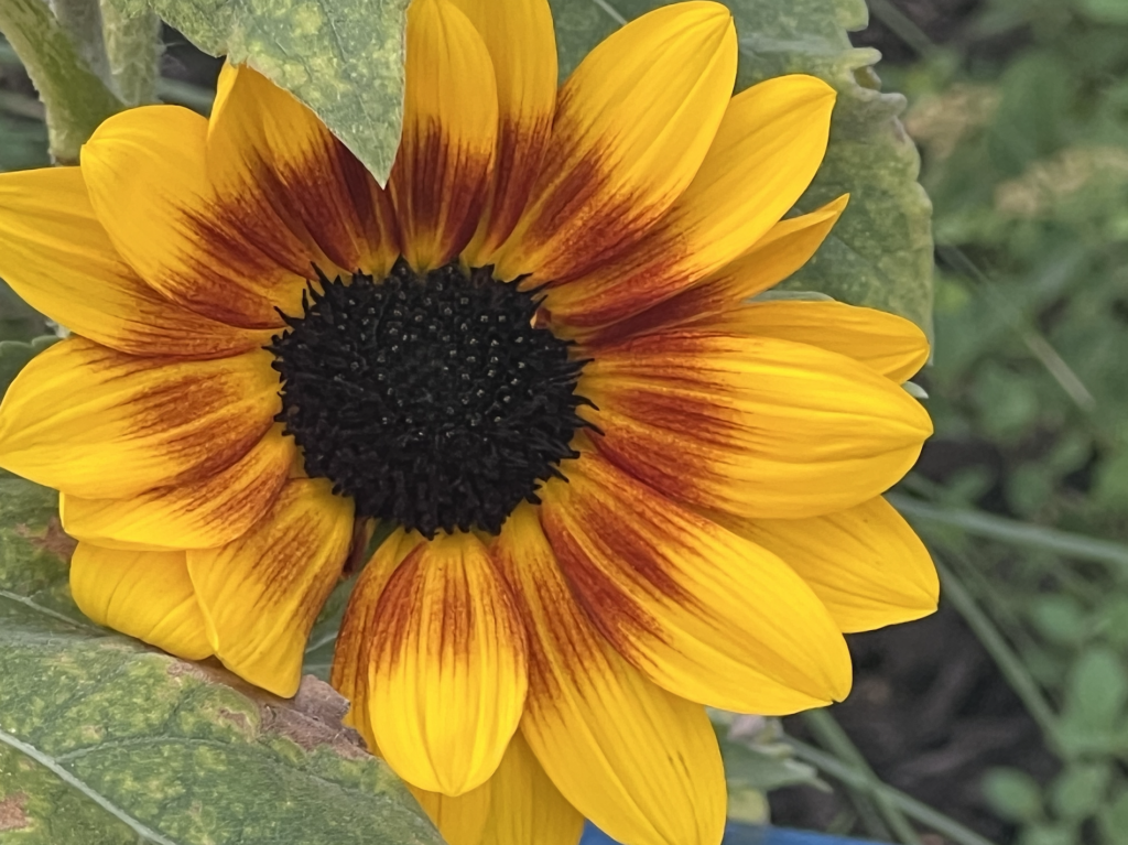 Sunflower. Joy. Utah joy. Porch clarity.